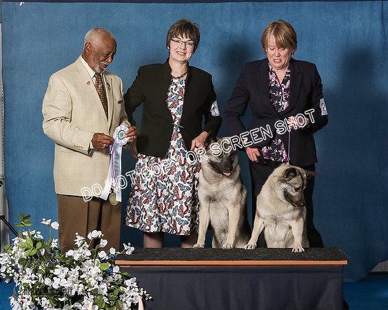 Elkhound 2020-1193