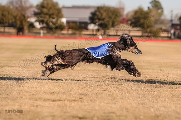 Prelims Zippa Harley Quinn Ronda-9450