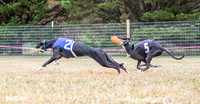 Program 2, Race 1 Yummy Marlo-3388