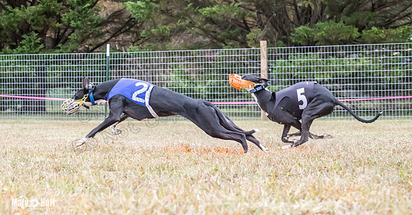 Program 2, Race 1 Yummy Marlo-3388