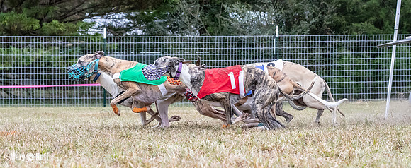 Program 2, Race 2 Trillian Dancie Stripe Checkmate Sherlock Lanie-3405