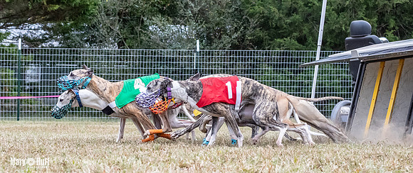 Program 2, Race 2 Trillian Dancie Stripe Checkmate Sherlock Lanie-3404