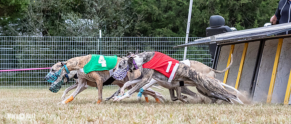 Program 2, Race 2 Trillian Dancie Stripe Checkmate Sherlock Lanie-3403