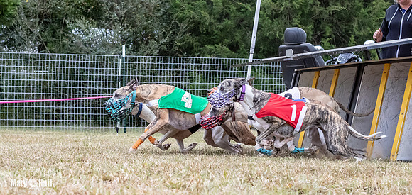 Program 2, Race 2 Trillian Dancie Stripe Checkmate Sherlock Lanie-3402