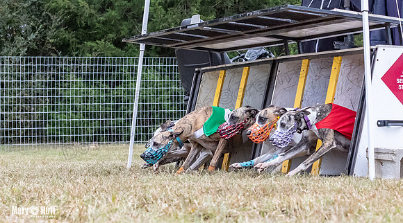 Program 2, Race 2 Trillian Dancie Stripe Checkmate Sherlock Lanie-3399