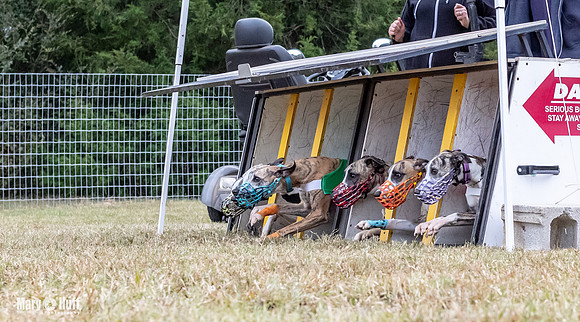 Program 2, Race 2 Trillian Dancie Stripe Checkmate Sherlock Lanie-3398
