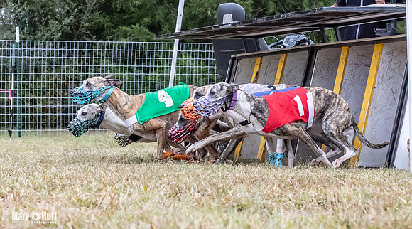 Program 2, Race 2 Trillian Dancie Stripe Checkmate Sherlock Lanie-3401
