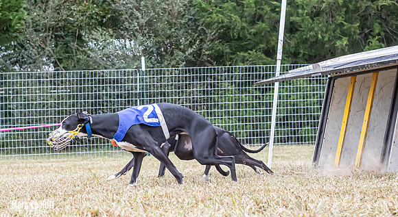 Program 2, Race 1 Yummy Marlo-3383