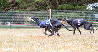 Program 2, Race 1 Yummy Marlo-3387