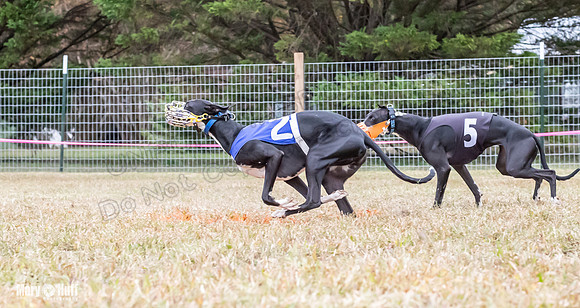 Program 2, Race 1 Yummy Marlo-3387