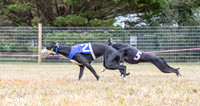 Program 2, Race 1 Yummy Marlo-3386