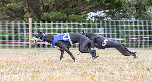 Program 2, Race 1 Yummy Marlo-3386