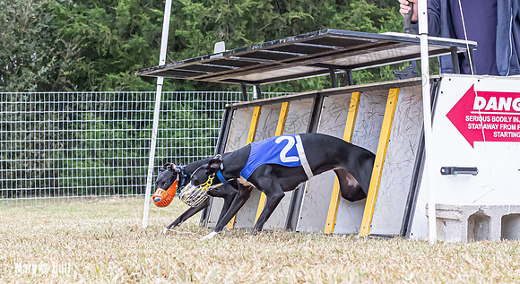 Program 2, Race 1 Yummy Marlo-3379