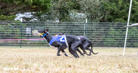 Program 2, Race 1 Yummy Marlo-3384