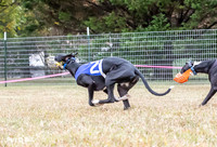 Program 2, Race 1 Yummy Marlo-3390