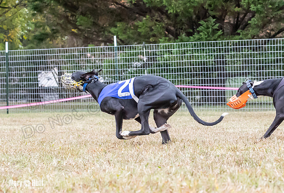 Program 2, Race 1 Yummy Marlo-3390