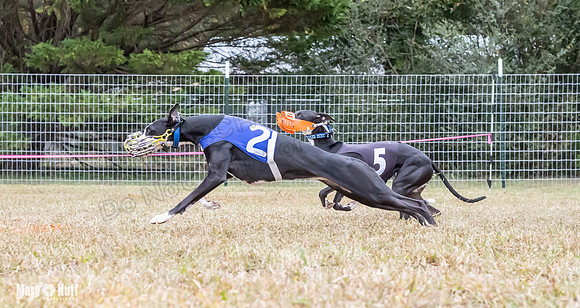 Program 2, Race 1 Yummy Marlo-3385