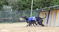 Program 2, Race 1 Yummy Marlo-3381