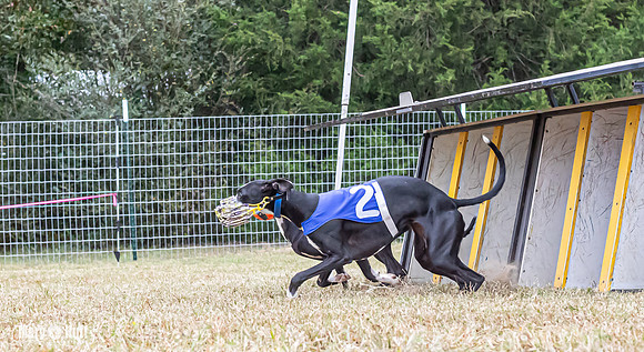 Program 2, Race 1 Yummy Marlo-3381