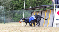 Program 2, Race 1 Yummy Marlo-3380