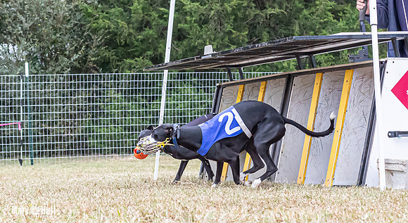 Program 2, Race 1 Yummy Marlo-3380