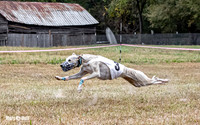 Program 3, Race 2 Trillian Checkmate Kalie Player Stripe Elsa-3610