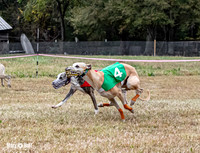 Program 3, Race 2 Trillian Checkmate Kalie Player Stripe Elsa-3607