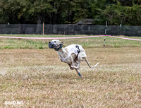 Program 3, Race 2 Trillian Checkmate Kalie Player Stripe Elsa-3608