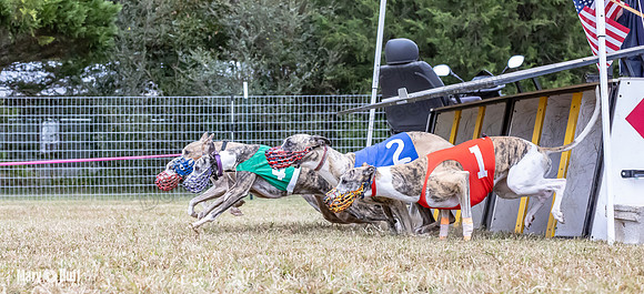 Program 1 Race 4 Nitro Trillian Roxy Sadie-0532