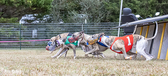 Program 1 Race 4 Nitro Trillian Roxy Sadie-0533