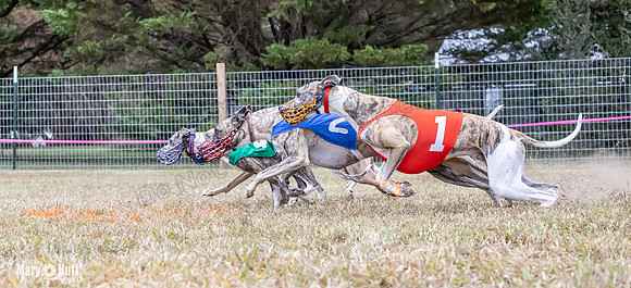 Program 1 Race 4 Nitro Trillian Roxy Sadie-0537