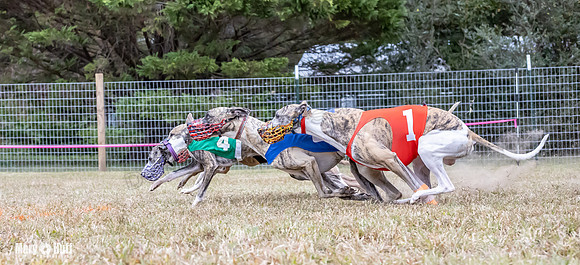 Program 1 Race 4 Nitro Trillian Roxy Sadie-0536
