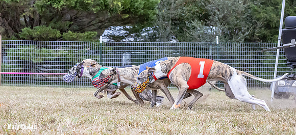Program 1 Race 4 Nitro Trillian Roxy Sadie-0535