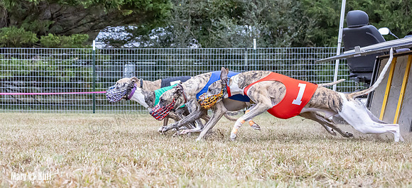 Program 1 Race 4 Nitro Trillian Roxy Sadie-0534