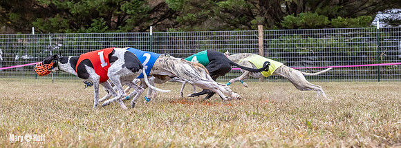 Program 1 Race 6 Tusi Bacon Danie Bandit Shimmy Kali-0577
