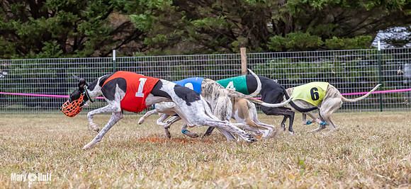 Program 1 Race 6 Tusi Bacon Danie Bandit Shimmy Kali-0576