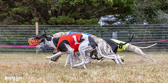 Program 1 Race 6 Tusi Bacon Danie Bandit Shimmy Kali-0574