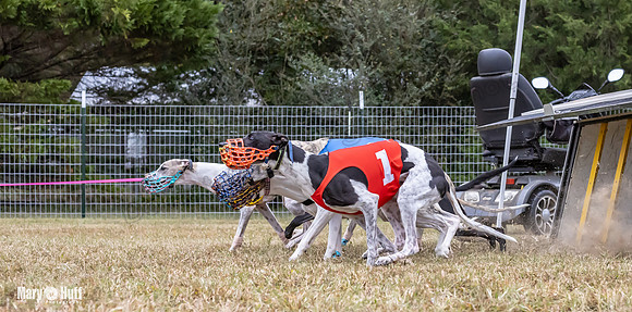 Program 1 Race 6 Tusi Bacon Danie Bandit Shimmy Kali-0571