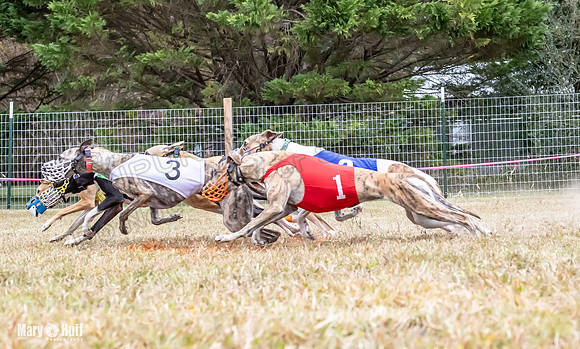 Program 1 Race -3329