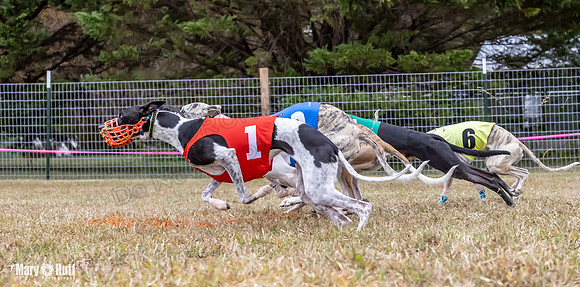 Program 1 Race 6 Tusi Bacon Danie Bandit Shimmy Kali-0575