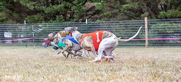 Program 1 Race 4 Nitro Trillian Roxy Sadie-0540