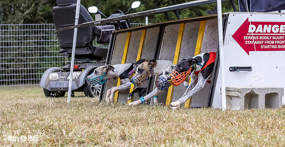 Program 1 Race 6 Tusi Bacon Danie Bandit Shimmy Kali-0565