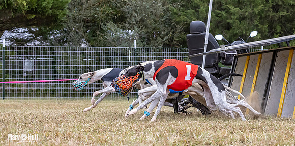 Program 1 Race 6 Tusi Bacon Danie Bandit Shimmy Kali-0570