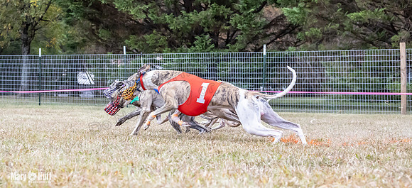 Program 1 Race 4 Nitro Trillian Roxy Sadie-0541