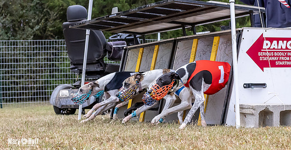 Program 1 Race 6 Tusi Bacon Danie Bandit Shimmy Kali-0566