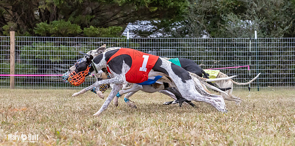 Program 1 Race 6 Tusi Bacon Danie Bandit Shimmy Kali-0573