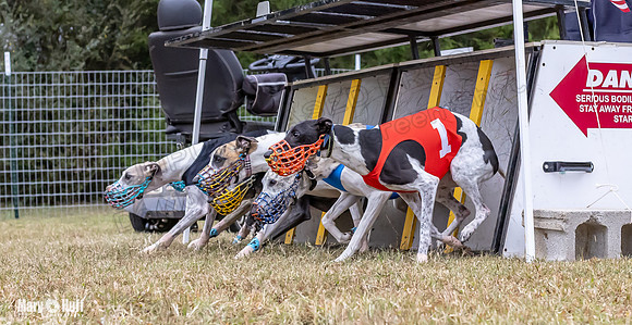 Program 1 Race 6 Tusi Bacon Danie Bandit Shimmy Kali-0567