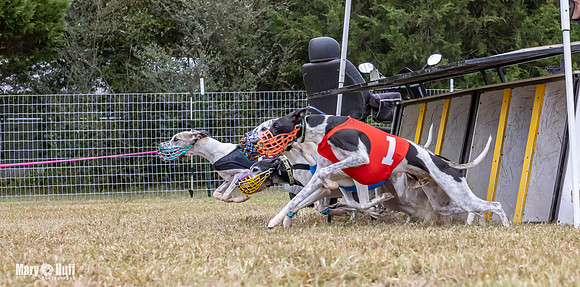 Program 1 Race 6 Tusi Bacon Danie Bandit Shimmy Kali-0569
