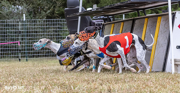 Program 1 Race 6 Tusi Bacon Danie Bandit Shimmy Kali-0568