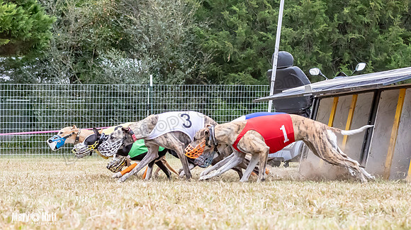 Program 1 Race -3324